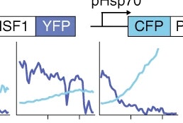 HSF1 phase transition mediates stress adaptation and cell fate decisions.