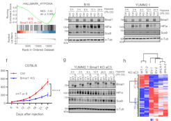 Cell state dependent effects of Bmal1 on melanoma immunity and tumorigenicity.