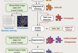 MCMICRO: A scalable, modular image-processing pipeline for multiplexed tissue imaging.