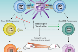 Antigen dominance hierarchies shape TCF1+ progenitor CD8 t cell phenotypes in tumors.