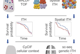 Spatial intra-tumor heterogeneity is associated with survival of lung adenocarcinoma patients.